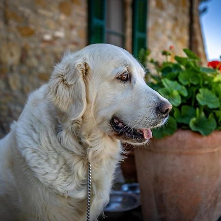La Fornace Di Racciano Bed & Breakfast San Gimignano Exterior foto